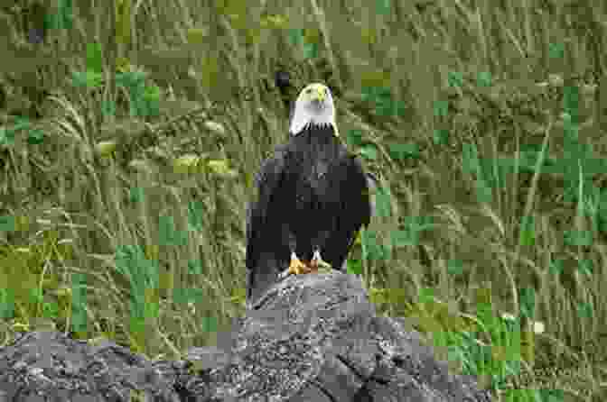 A Bald Eagle Perched On A Rock On Vancouver Island Best Places To Bird In British Columbia