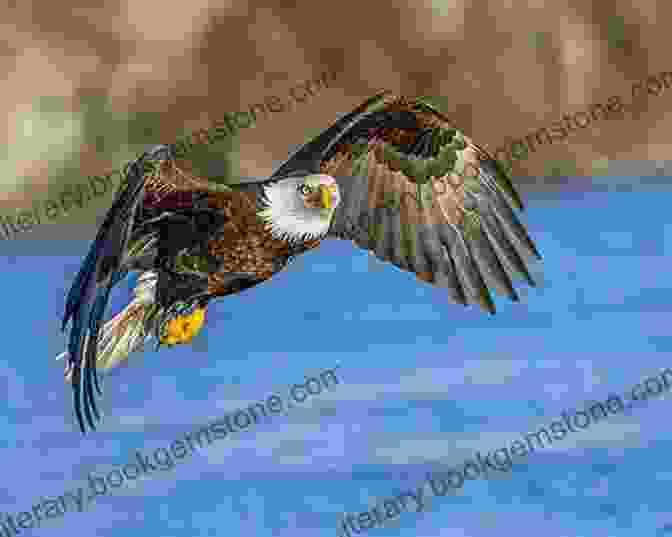 A Bald Eagle Soaring Over The Fraser River Best Places To Bird In British Columbia