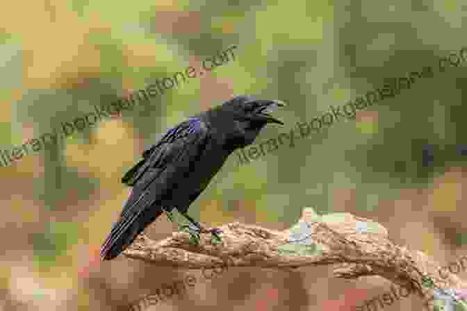 A Crook Crow Perched On A Branch, Its Crooked Beak Clearly Visible The Crook Crow: The Crook Crow