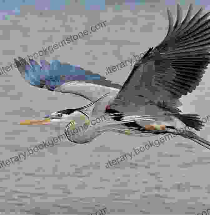 A Great Blue Heron Flying Over A Lake In The Okanagan Valley Best Places To Bird In British Columbia