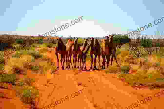 A Group Of Explorers On Camels In The Australian Desert. Narrative Of An Expedition Into Central Australia