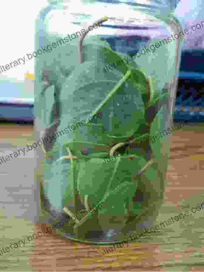 A Jar Of Sam Levitt Capers With A Sprig Of Caper Berries And Leaves The Vintage Caper (Sam Levitt Capers 1)