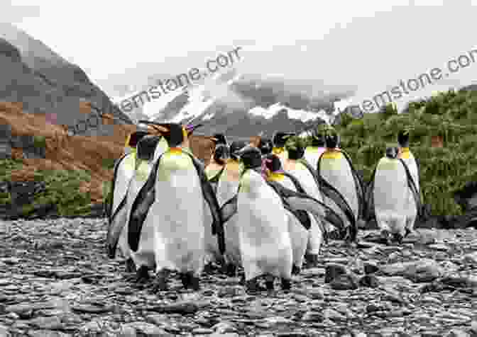 A Large Colony Of King Penguins On The Shores Of South Georgia, Their Yellow Crests And Orange Beaks Creating A Vibrant Contrast Against The Barren Landscape Southern Light: Photography Of Antarctica South Georgia And The Falkland Islands