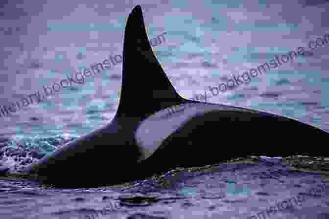 A Lone Orca Swims In The Vast Ocean, Its Dorsal Fin Breaking The Surface Of The Water Lost (Orca Currents) John Wilson