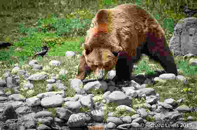 A Majestic Grizzly Bear Foraging In The Wilderness Nature Guide To Glacier And Waterton Lakes National Parks (Nature Guides To National Parks Series)