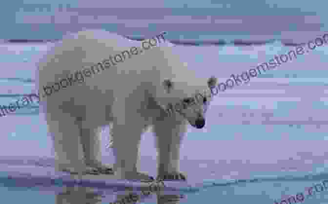 A Majestic Polar Bear Standing On An Ice Floe In Greenland Greenland For $1 99 Richard Starks
