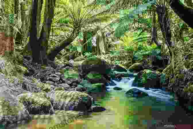 A Panoramic Image Of A Protected Rainforest, With A Lush Canopy And A River Flowing Through The Middle. Heart Of The Raincoast: A Life Story