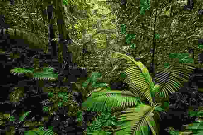 Dense Rainforest With Tall Trees And Lush Vegetation Endangered Edens: Exploring The Arctic National Wildlife Refuge Costa Rica The Everglades And Puerto Rico (Exploring Series)