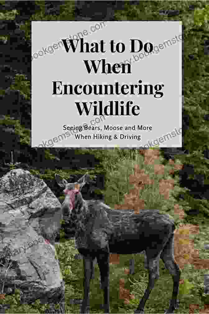Encountering Wildlife In A Winter Camping Environment Allen Mike S Really Cool Backcountry Ski Revised And Even Better : Traveling Camping Skills For A Winter Environment (Allen Mike S Series)