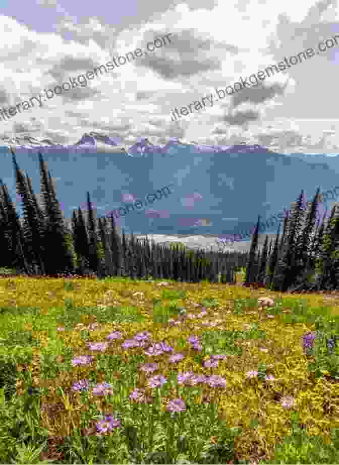 Hikers Admiring The Breathtaking Wildflowers Of An Alpine Meadow Nature Guide To Glacier And Waterton Lakes National Parks (Nature Guides To National Parks Series)