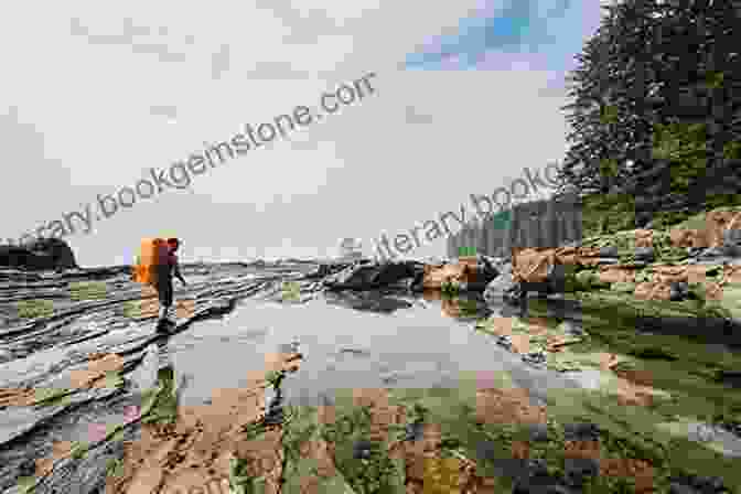 Hikers On The West Coast Trail Seaside Walks On Vancouver Island