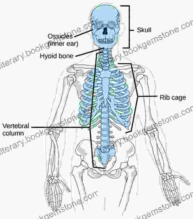 Image Of The Axial Skeleton Illustrated Multiple Choice Questions In Anatomy For Medical Students