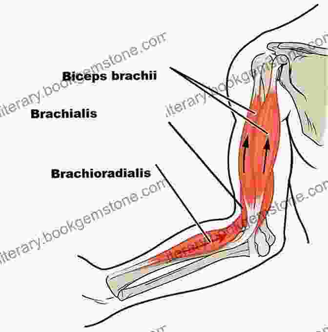 Image Of The Muscles Of The Elbow Illustrated Multiple Choice Questions In Anatomy For Medical Students
