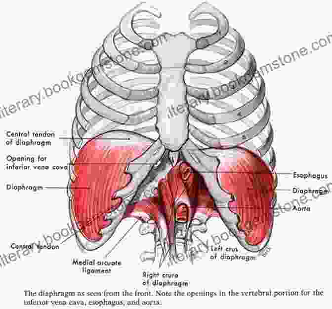 Image Of The Nerves Of The Diaphragm Illustrated Multiple Choice Questions In Anatomy For Medical Students