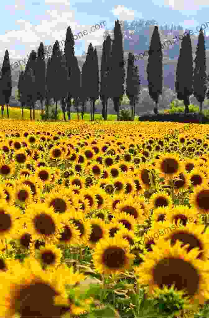 Rick Montoya Standing In A Field Of Sunflowers, Looking Out At The Tuscan Hills. Murder Most Unfortunate (Rick Montoya Italian Mysteries 3)