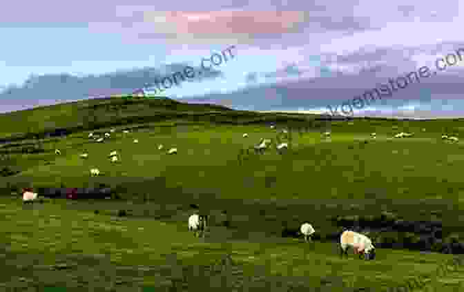 Rolling Green Hills Of The Falkland Islands, Dotted With Sheep And Framed By The Vast Expanse Of The Sky Southern Light: Photography Of Antarctica South Georgia And The Falkland Islands